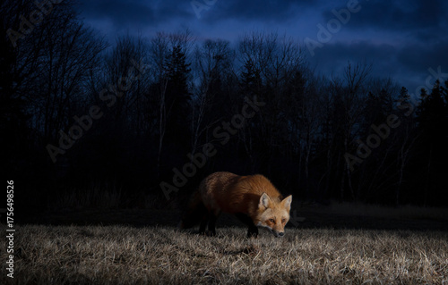 Red fox at night