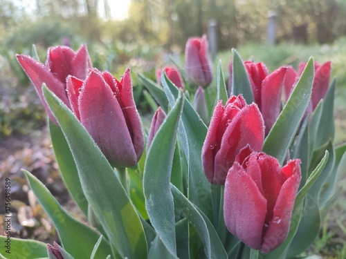 tulips in the garden © Anna