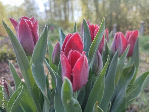 tulips in the garden © Anna