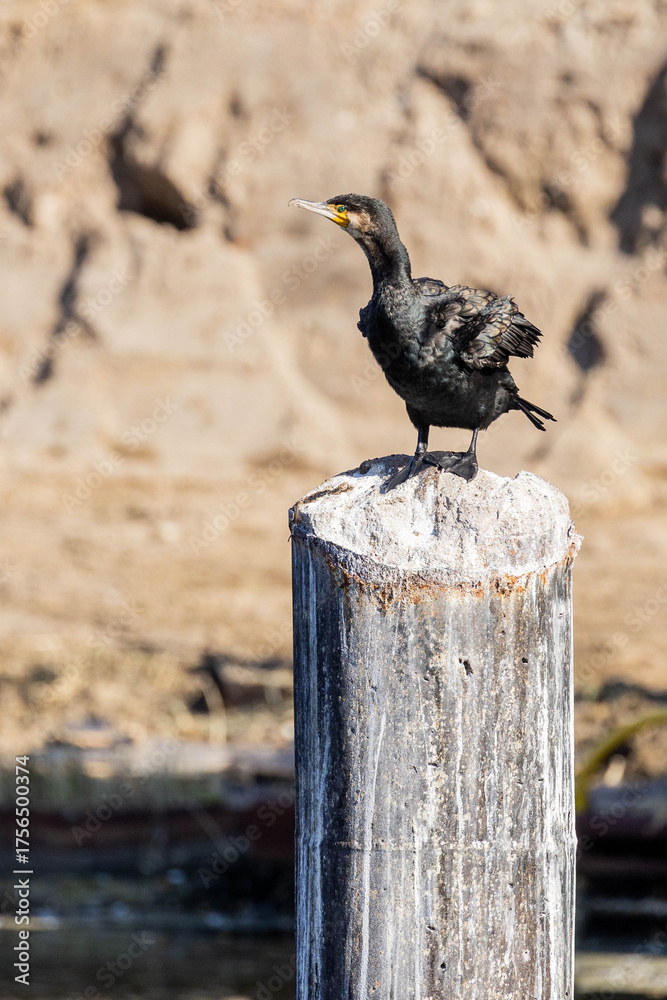 Fototapeta premium Kormoran