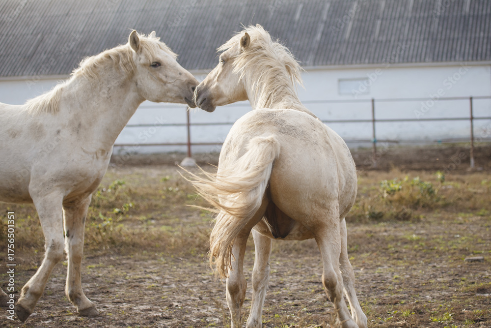 Obraz premium Two white horses bonding in farm paddock
