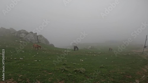 Peaceful Himalayan scenery featuring horses grazing on the green meadows of Triund Trek in Himachal Pradesh, India. The fog and soft clouds create a mystical, cinematic atmosphere on a cool mountain 