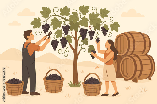 Farmers harvest grapes during autumn in a vineyard, preparing for winemaking in a sunny countryside setting