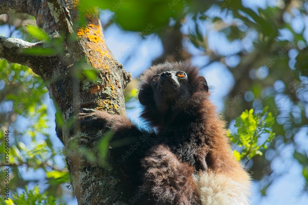 Naklejka premium Milne-edwards's sifaka perching on tree branch, gazing skyward amid verdant madagascar rainforest foliage in Ranomafana National Park