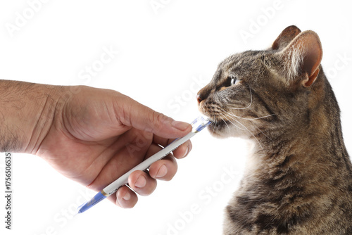 Cat and human hand with pen isolated on white background, closeup