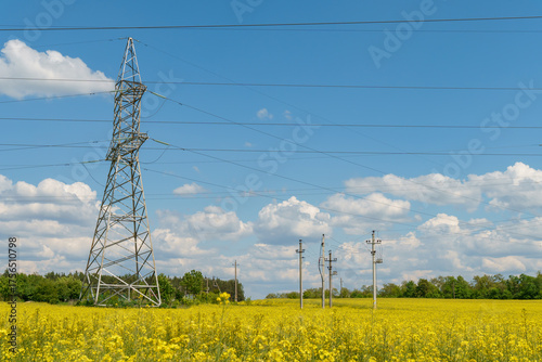The electric transmission lines pass through the rapeseed field. A large field of ripe golden rapeseed ready for harvesting and oil production.