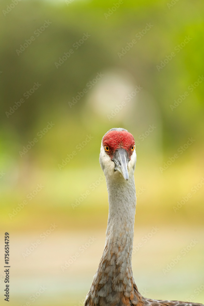 Fototapeta premium Portrait Of A Sandhill Crane Frontal View