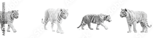 Majestic white tigers walking with grace, a symbol of power and elegance perfect for wildlife conservation campaigns or branding projects requiring strength and beauty