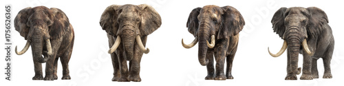 Majestic African Elephants in a Row, Perfect for Conservation Projects and Wildlife Education, Showcasing the Strength and Beauty of These Incredible Creatures