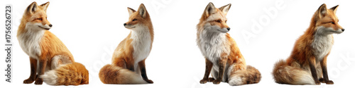 Four adorable red foxes sitting pretty with fluffy tails, perfect for wildlife illustrations, nature themed designs, and educational resources about animals in the wild