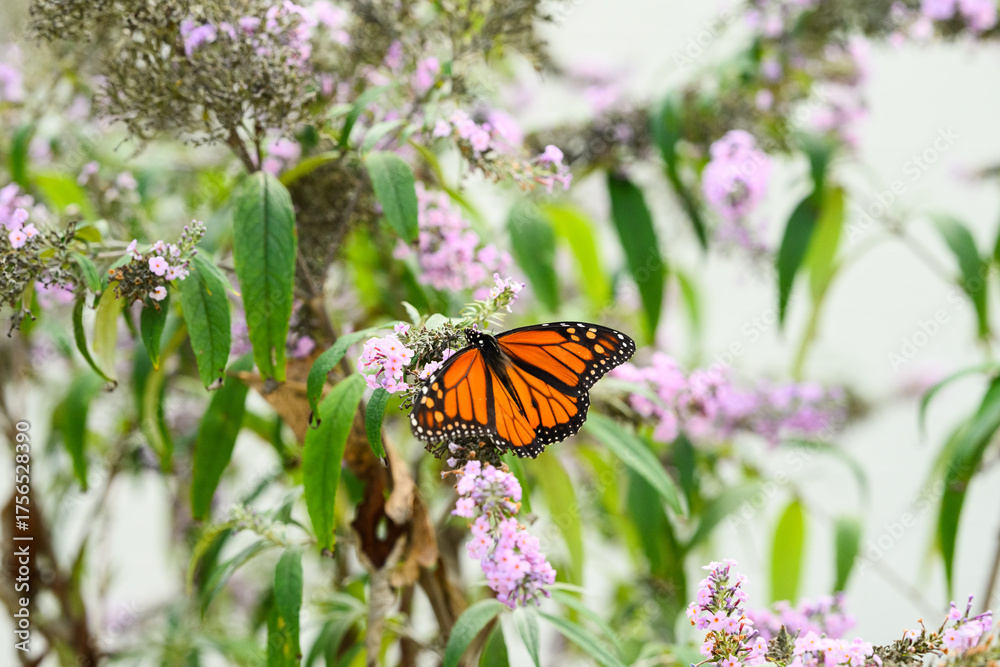 Obraz premium monarch butterfly on a purple butterfly flower