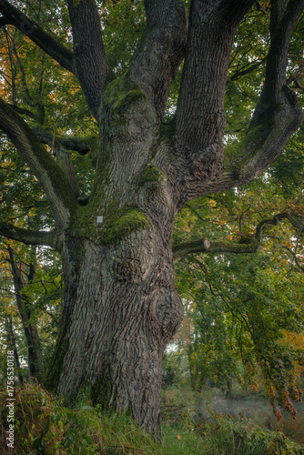 Pomnik przyrody, stary dąb szypułkowy nad małym stawem w jesiennej scenerii, Szczawin, nadleśnictwo Grotniki
