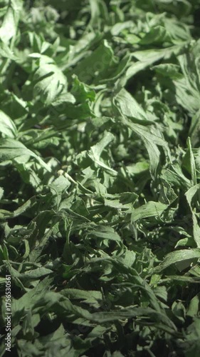 Parsley dries after meticulous chopping to hold onto its full-bodied taste. When added to recipes, it highlights careful preparation, turning simple meals into satisfying creations