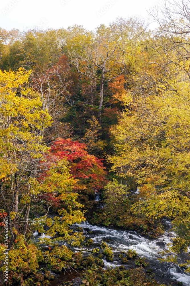 Fototapeta premium 滝見橋の紅葉