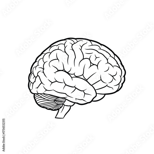 Anatomical illustration of the human brain, showcasing its intricate structure and cerebellum detail