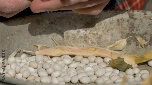 Hands open dried pod, freeing ripe white beans. Metal bowl holds empty shells and beans ready for storage. Long use in seasonal agricultural work