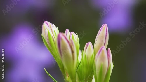 Wallpaper Mural Delicate Purple and Green Flower Buds Unfurling Against a Soft Bokeh Background Torontodigital.ca