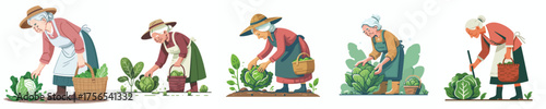 vector of grandmother harvesting vegetables in the garden