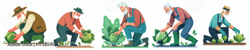 vector of grandfather harvesting vegetables in the garden