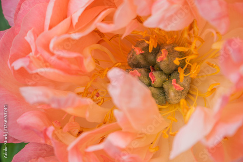 Coral peony flower (Paeonia) macro close-up with soft pink petals and prominent golden yellow stamens, detailed floral center captured in bright natural garden light
