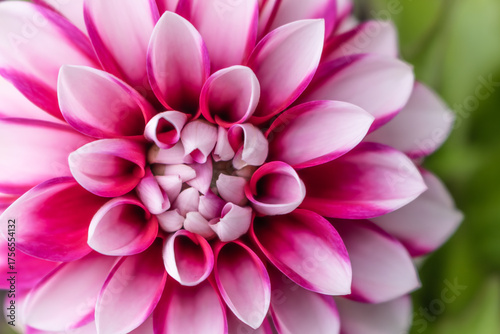 Close-up macro view of a vibrant pink dahlia with delicate petals forming a symmetrical bloom structure, creating a soft, natural and decorative botanical scene