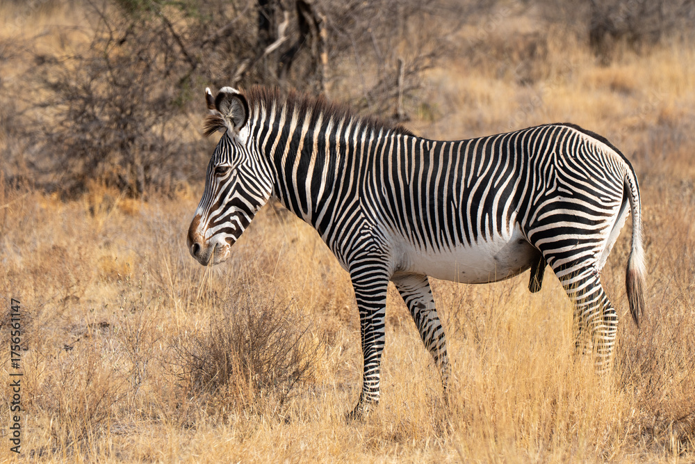 Obraz premium Portrait od Zebra in Africa