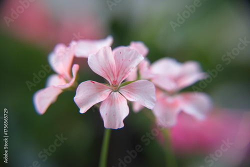 Geranium Zonal, Pelargonium hortorum with pink flowers