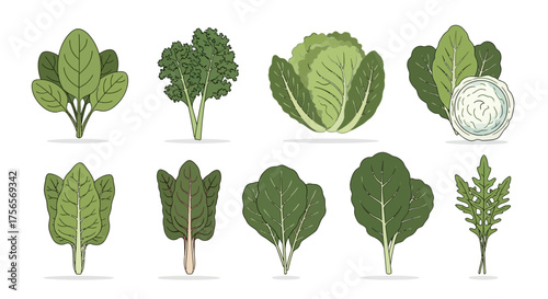 Vector illustration 8 leafy greens Cabbage kale spinach arugula chard etc Isolated