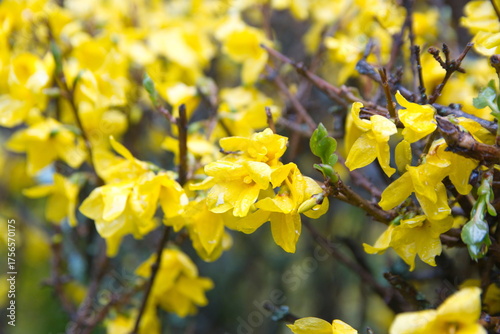 Forsythia in bloom, yellow spring flowers, ornamental bush