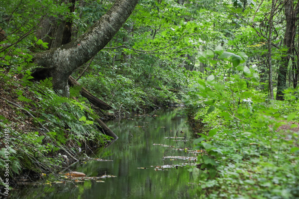 Fototapeta premium 森の中の小さな川