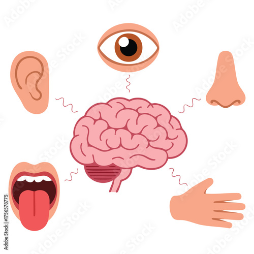 Brain connection with five human senses hearing vision smell taste touch signal between brain and ear eye nose mouth tongue hand vector illustration