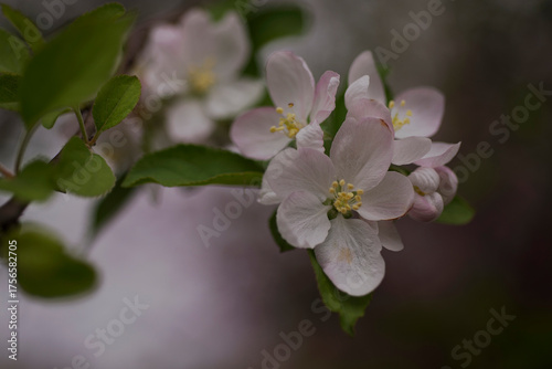 A spring flower blooms in Washington DC.