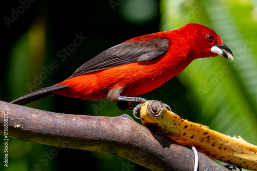 Brazilian Tanager on a branch