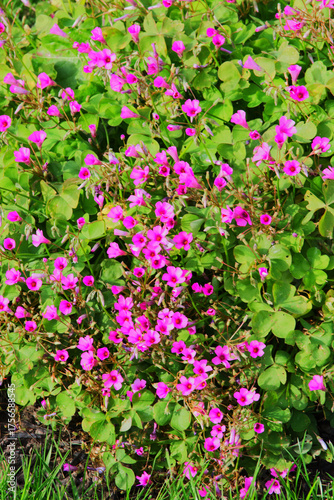 Wall Mural pink-sorrel, pink wood sorrel, windowbox wood-sorrel, hari amilo, sourgrass, or