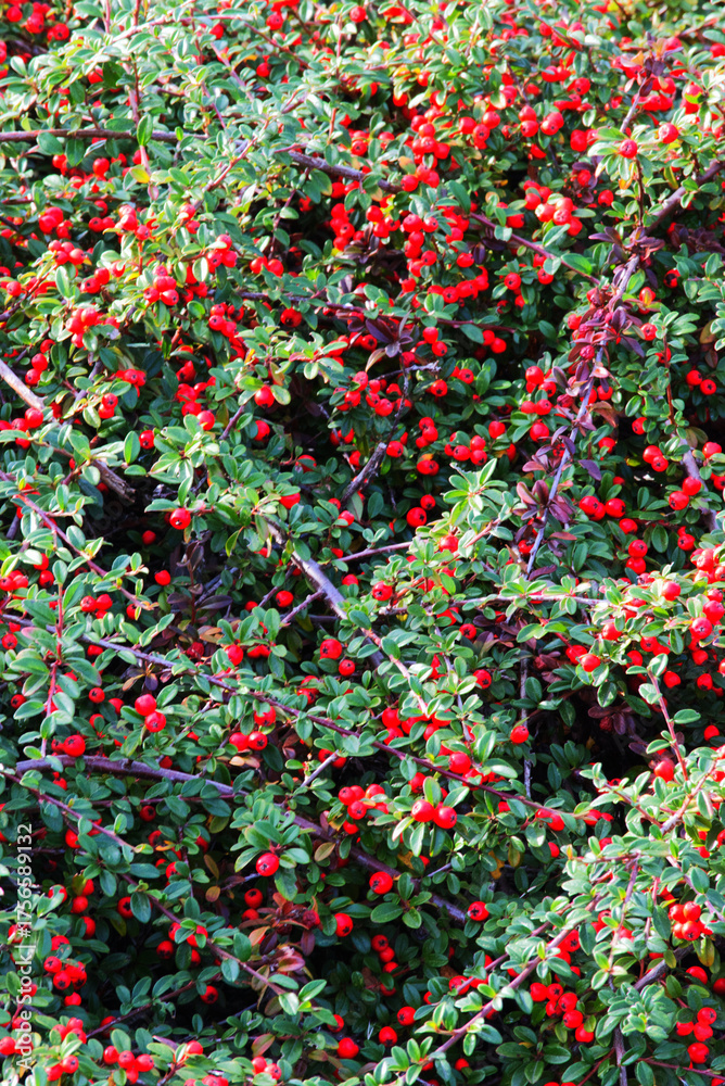 Fototapeta premium Cotoneaster horizontalis