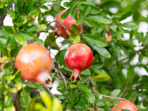 赤く熟したザクロの実のクローズアップ