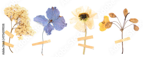 Dried and pressed flowers with adhesive tape pieces isolated on white, set