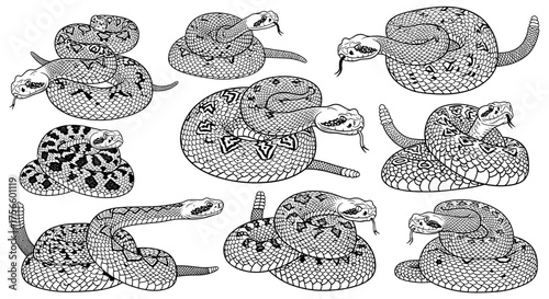 Detailed line art featuring coiled rattlesnakes, perfect for striking tattoo designs or educational wildlife illustrations, offering intricate reptile visuals