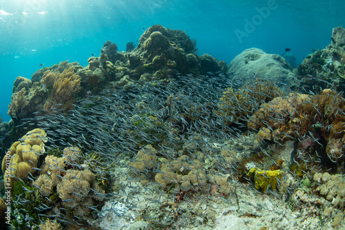Canvas Print Juvenile Convict blennies, Pholidichthys leucotaenia, school just above the seafloor of a reef near Alor, Indonesia
