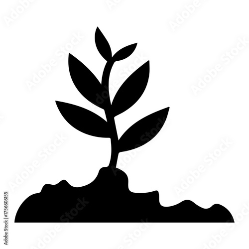 Seedling Plant Growth