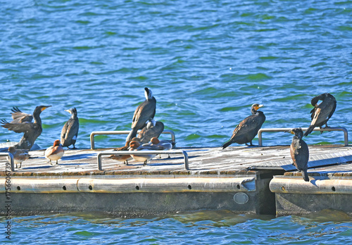 桟橋に集まるカワウとカモの群れ