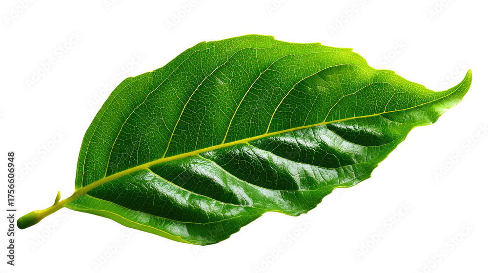 Obraz premium Vibrant Green Leaf: An eye-level, close-up shot of a glossy, vivid green leaf, capturing the intricate textures and veins that speak to the beauty of nature.