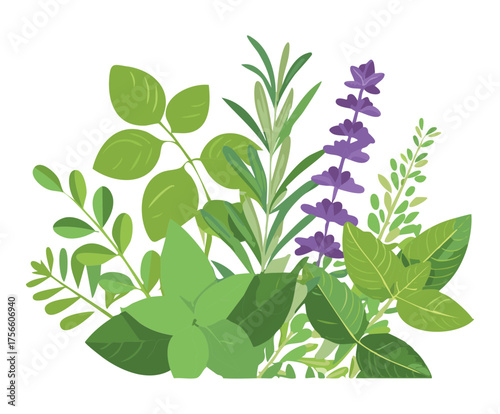 Assortment of Fresh Basil Mint and Lavender Herbs Vector Art Organic Garden Plants for Health and Cooking Designs