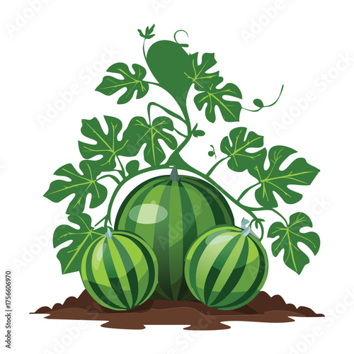 Healthy climbing watermelon plant with large ripe spherical fruits and green leaves on a vine illustration