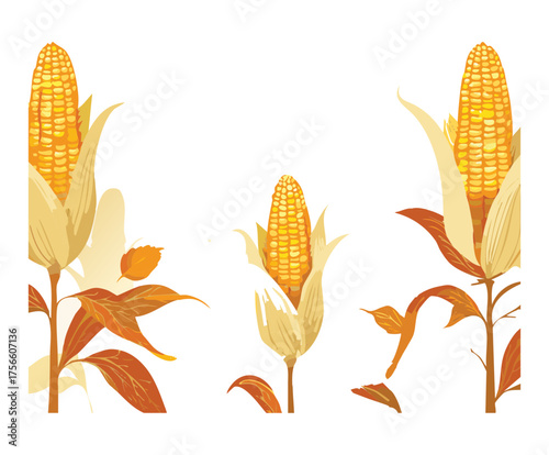 Set of corn cobs and wheat ears with yellow leaves in an autumn harvest theme vector illustration for farm design