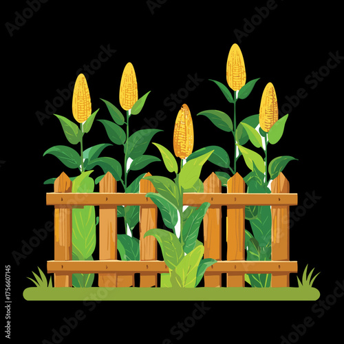 Field of corn stalks with cobs growing behind a wooden fence symbolizing abundant agricultural harvest season
