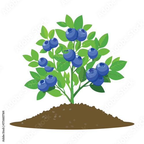 Lush blueberry bush with ripe blue berries growing in a small soil mound perfect for representing successful crop yield