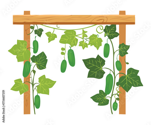 Cucumber vines climbing a rustic wooden trellis structure showcasing a healthy and abundant vegetable crop