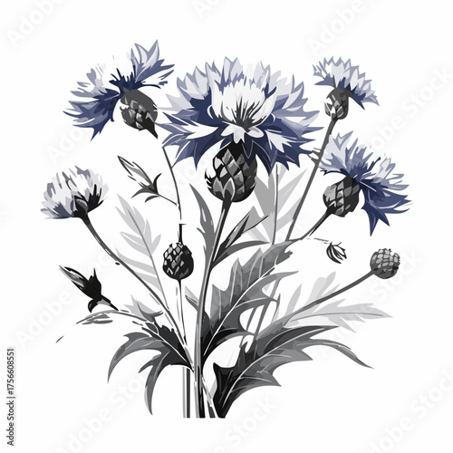watercolor Cornflower branch vector illustration isolated on white background