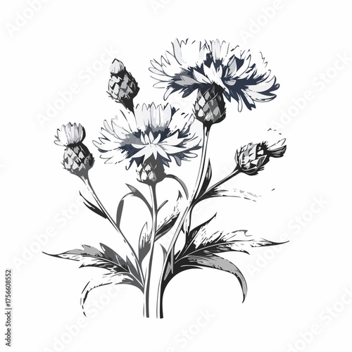 watercolor Cornflower branch vector illustration isolated on white background